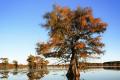 images/gallery/cypress-tree-on-caddo-lake.jpg